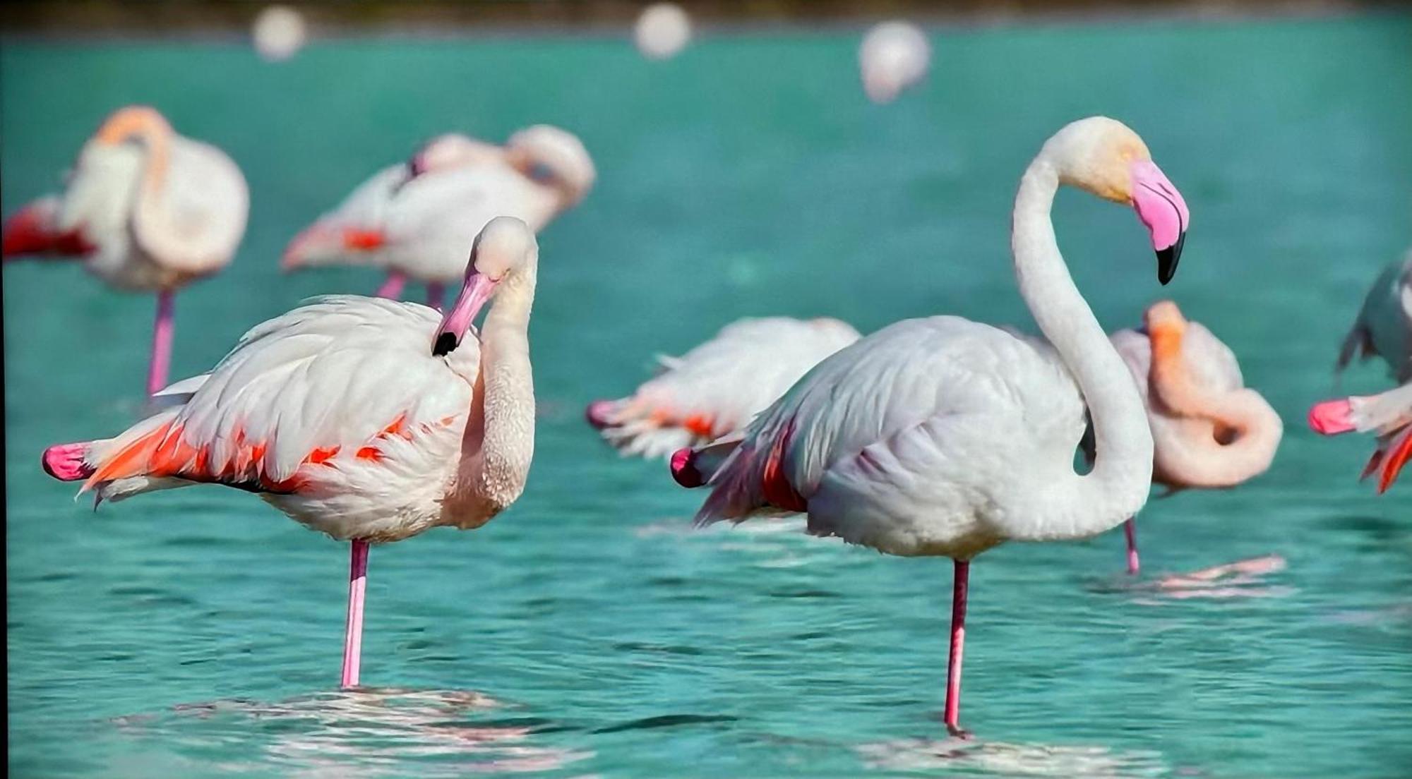 Cristina Daire Calp Dış mekan fotoğraf